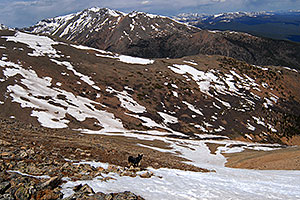 dog looking down Mt Elbert towards her owner far below, in the middle of the snowfield â€¦  Mt Massive at 14,421 ft 