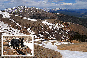 dog running in the snow down Mt Elbert towards her owner far below, in the middle of the snowfield