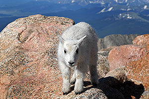 Baby Mountain Goat at Mt Evans