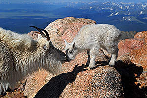 Mother Mountain Goat kissing her baby at Mt Evans