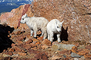 2 Baby Mountain Goats at Mt Evans