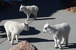 3 Baby Mountain Goats at Mt Evans