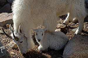 Baby Mountain Goat with her mother