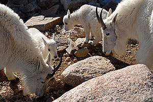 2 Baby Mountain Goats with their parents