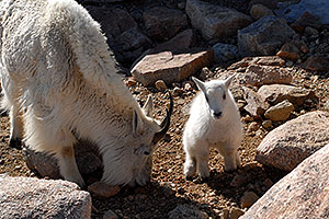 Baby Mountain Goat with her mother