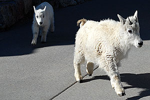 Baby Mountain Goat with her year older sister