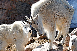 Mountain Goats of Mt Evans