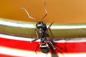 Worker Ant along La Plata Peak trail 