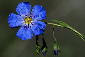 Blue flower along La Plata Peak trail 