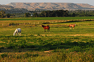 Horses grazing west of Riverton