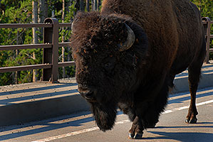 Buffalo crossing a bridge near Canyon Village