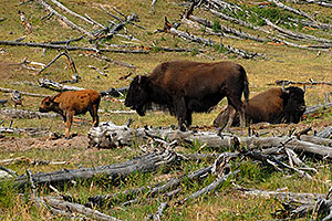 Buffalo Family - father sitting, mother standing with little calf