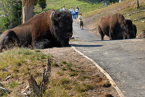 Buffalo resting near trail - people walking at a safe distance