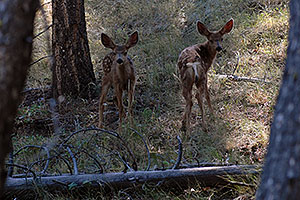 Two fawns in the woods near Tower Fall