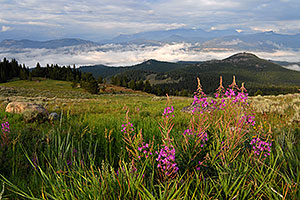 Purple flowers in the morning along Beartooth Pass Highway