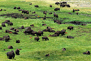 Herd of over 200 Buffalo
