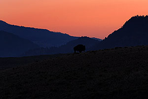 Buffalo walking in the morning in Lamar Valley