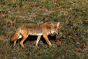Coyote on a meadow near Sheep Lakes in Rocky Mountain National Park