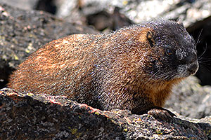 Marmot at Rock Cut - in western Rocky Mountain National Park