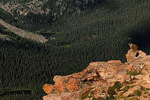 Marmot overlooking Forest Canyon (11,716 ft) along Trail Ridge Road