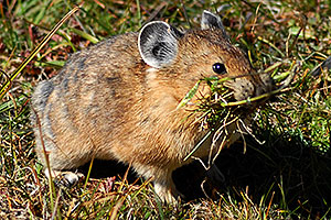 Pika gathering grass for winter warmth and food