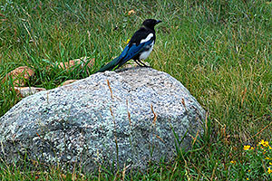 Black-billed Magpie (blue and white with black head and beak) near Sheep Lakes