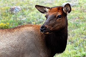 Female Elk in Rocky Mountain National Park