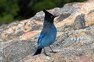 (Blue) Steller`s Jay in Rocky Mountain National Park
