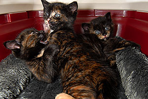 Hanna`s Kittens (4 weeks old, born on Jan 22, 2008) in Tempe