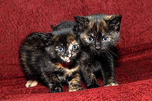 Troublemaker with Saraphina - Hanna`s Kitten #3 and #2