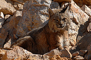Bobcat at top of South Kaibab Trail in Grand Canyon