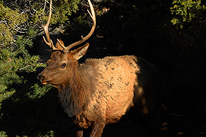 5 year old Bull Elk near Mather Point in Grand Canyon
