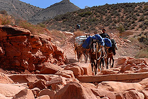 Mules carrying supplies 2 miles along Havasupai Trail (Hualapai Hilltop out of sight in top left)