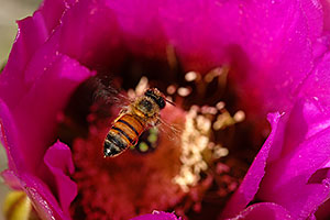 Honey Bee on a purple flower of Hedgehog Cactus in Saguaro National Park