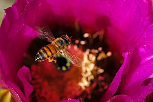 Honey Bee on a purple flower of Hedgehog Cactus in Saguaro National Park