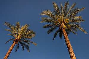 Palm Trees in Tempe, Arizona