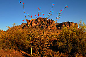 Ocotillo plant in Superstitions