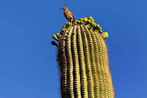 Bird on top of Saguaro Cactus in Superstitions