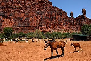 Horses in Supai with The Watchers rock formation above Supai, Arizona