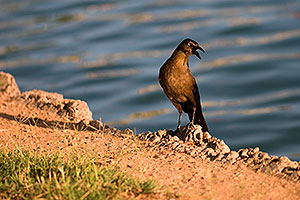 Great-tailed Grackle at Freestone Park