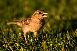 House Sparrow [female] at Freestone Park