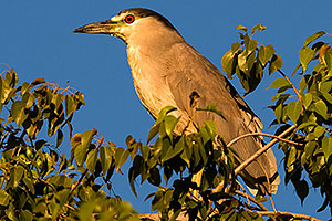 Black Crowned Night Heron in a tree at Freestone Park