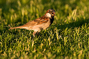 House Sparrow [male] at Freestone Park