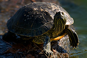 Red-eared slider turtle resting at a rock at Freestone Park