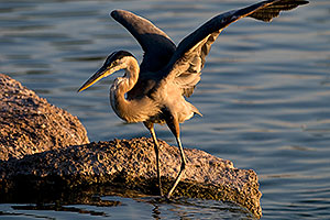 Great Blue Heron spreading his wings on a rock at Freestone Park