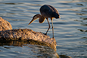 Great Blue Heron on a rock at Freestone Park