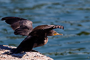 Cormorant about to takeoff from a rock at Freestone Park