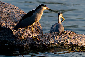 Black Crowned Night waiting for his spot as Great Blue Heron catches a fish