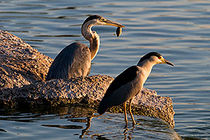 Great Blue Heron catches a fish as Black Crowned Night Heron watches