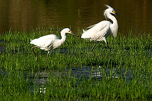Snowy Egrets (have yellow feet, Great Egrets have black feet) at Riparian Preserve
